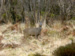 Back garden visitor - click for bigger