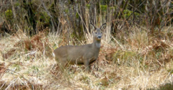 Burnlea House Bed and Breakfast Deer in Garden